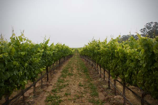 Solomon Hills Vineyard