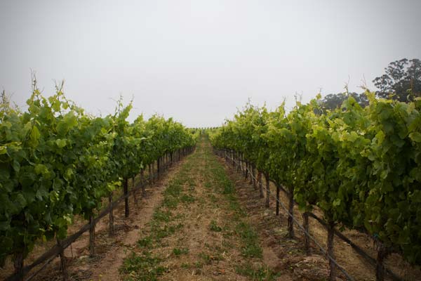 Solomon Hills Vineyard