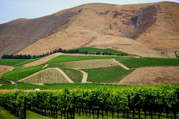 Bien Nacido Vineyard