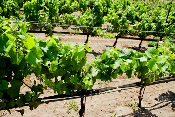 Duvarita Vineyard