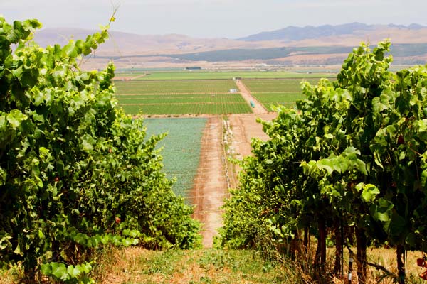 Sierra Madre Vineyard