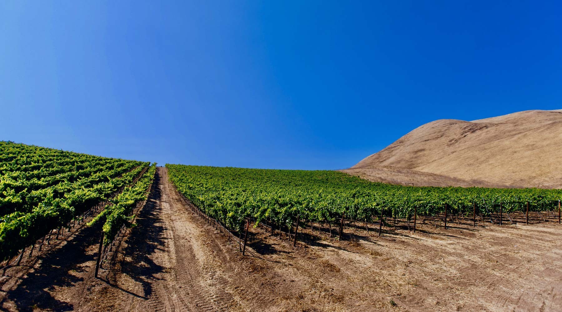 Vineyard horizon photo